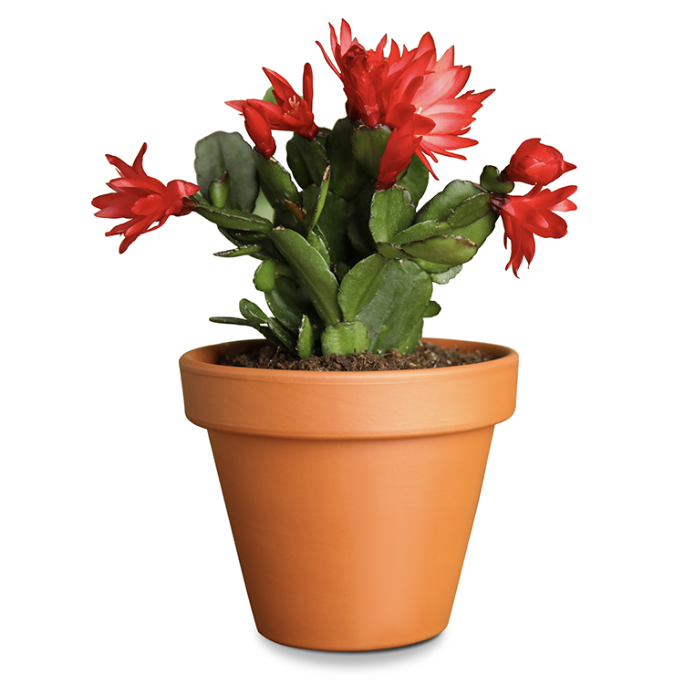 Asset 11_November.png