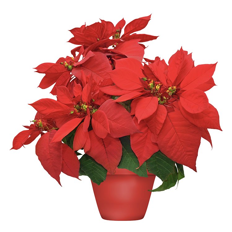 Asset 12_December.png